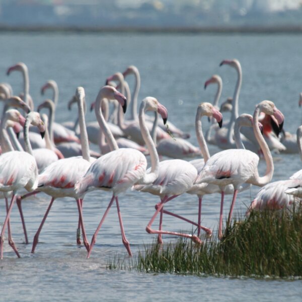 Zona Ribeirinha // Flamingos