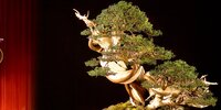 SITE_550x1400px_EXPOSICAO_E_CONGRESSO_BONSAI__24_e_25_de_out
