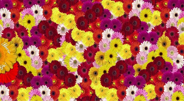 1400x550_vamos_florir