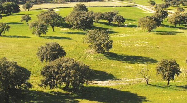canha_campo_1400x550