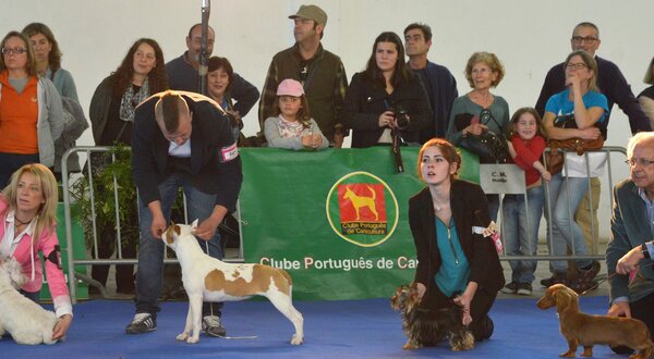 exposicao_canina_1400x550