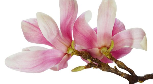 550x1400px_Concerto_de_Ano_Novo__Grupo_Coral_do_Montijo_1_1280_720