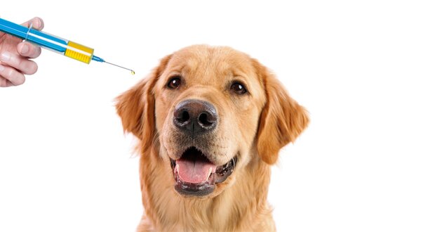 Campanha_Raiva_2017_1400x550