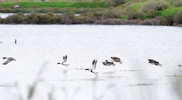 Tadorna_BM49645_1400x550