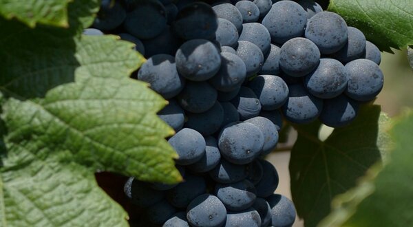 dia_mundial_do_enoturismo_2019