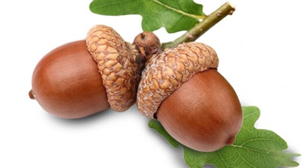 banner_site_semana_verde