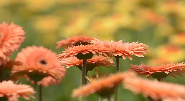 mercado_de_flores_2022_1024x350