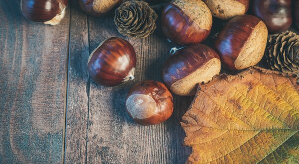 pexels_ylanite_koppens_4557155