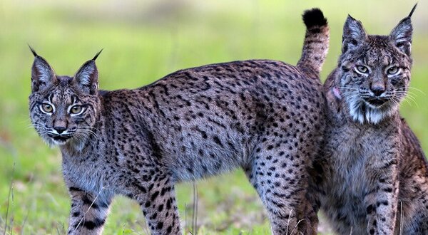 banner_montado__lince_iberico_10nov_1024x350px