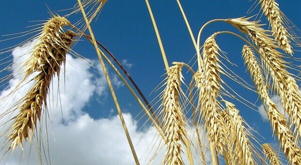 dia_da_espiga_1024x350_1_2500_2500