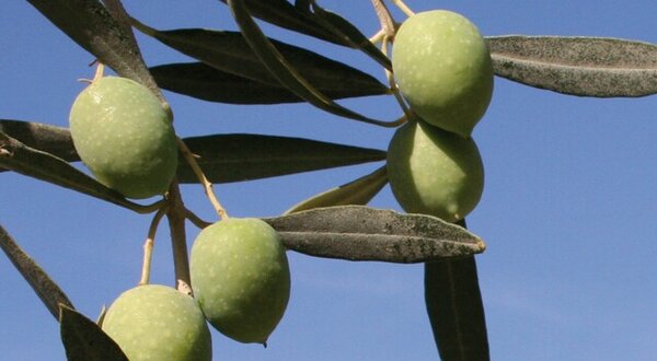 exposicao_a_oliveira_1024x350_1_2500_2500