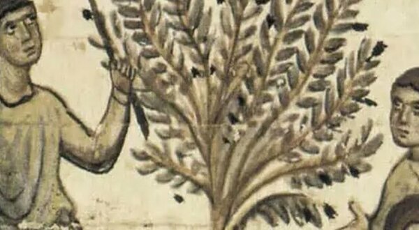 cacaaotesouro_1024x350_1_2500_2500