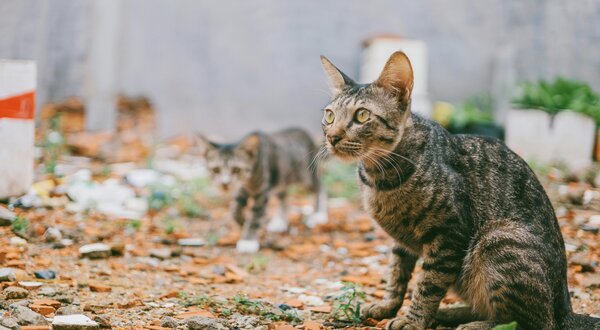 pexels_fox_58267_1265617