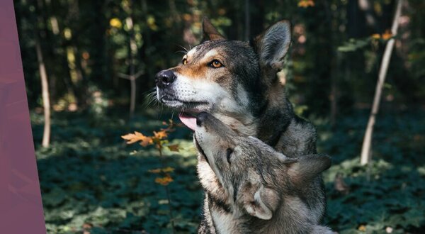 banner_1024x350px_pedro_o_lobo_11_out_2025