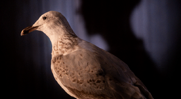 cmm_gaivota1_1_2500_2500