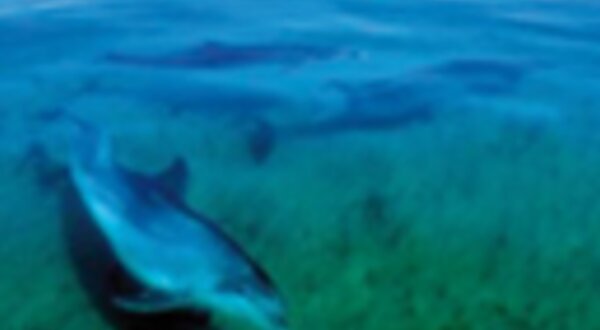 golfinhosdosado_destaques