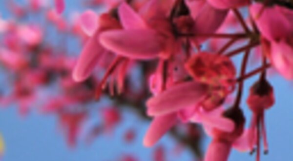 diadamulherbannerestatico129x129px