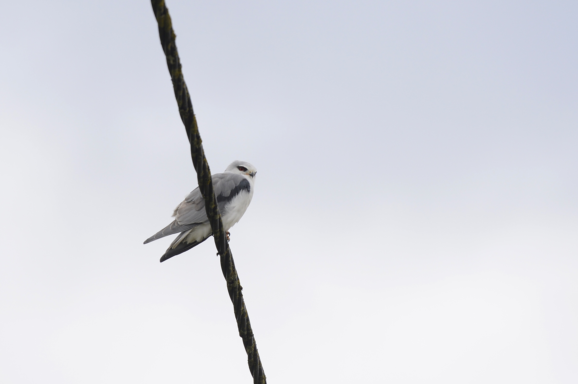 Peneireiro-cinzento_BM49768