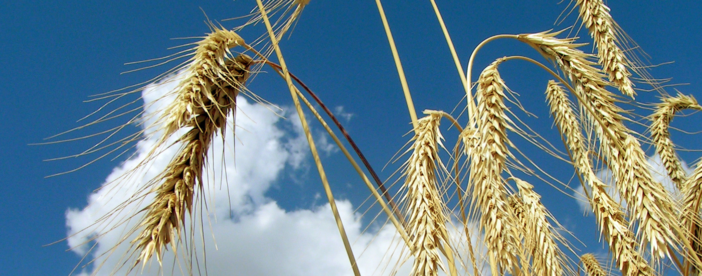 Dia da Espiga | 5.ª feira da Ascensão
