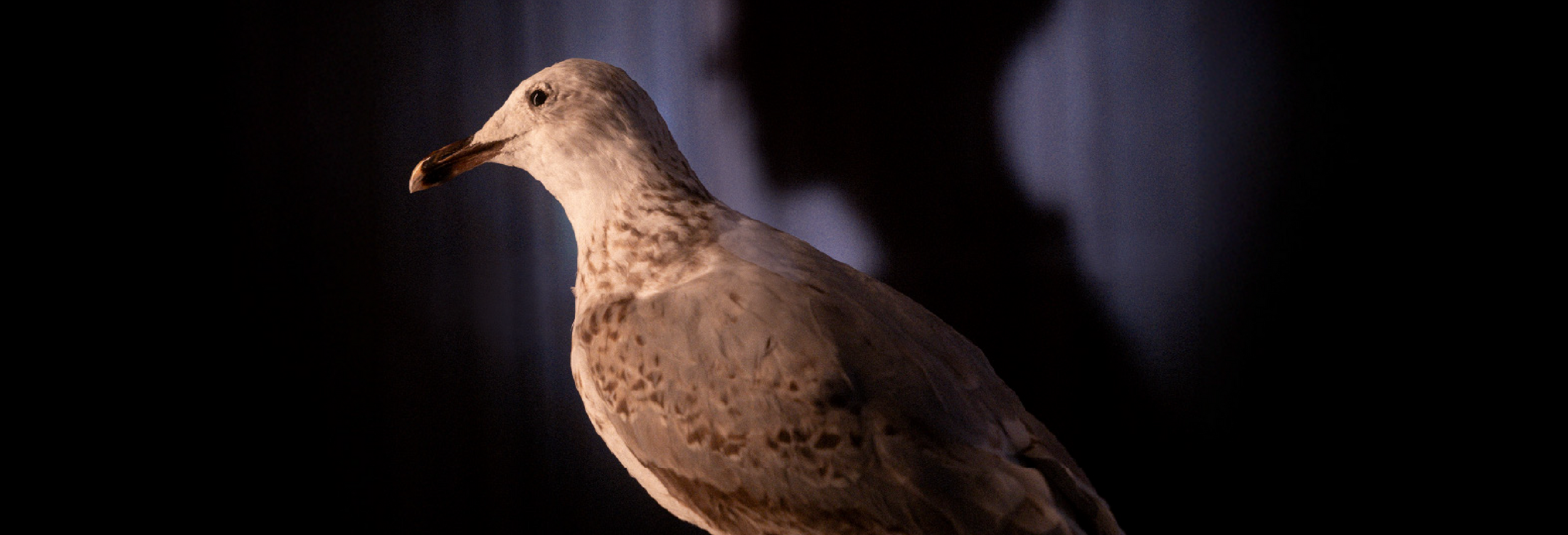 Só Mais Uma Gaivota [teatro]