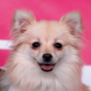 2.ª Exposição Canina Nacional do Montijo