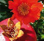 Semana Verde 2012 (c/video)