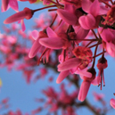 Autarquia comemorou Dia da Mulher (c/vídeo)