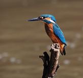 “Fauna Selvagem do Montijo” na Frente Ribeirinha (com vídeo) 