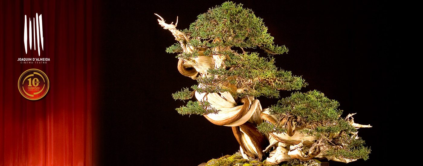 Bonsai em exposição no CTJA