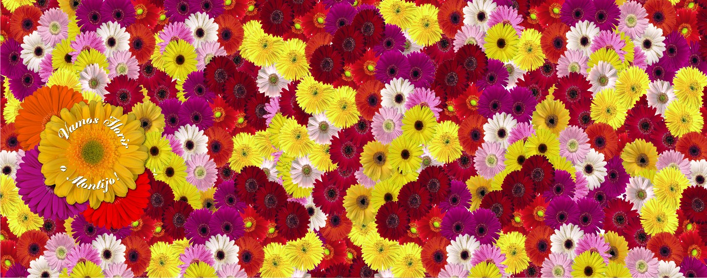 Vamos Florir o Montijo