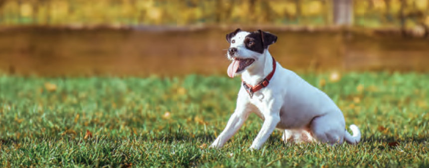 Dia Mundial do Animal