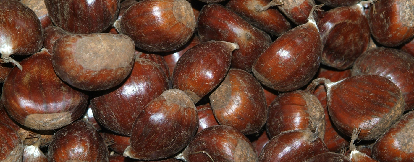 Magusto do Agrupamento 72