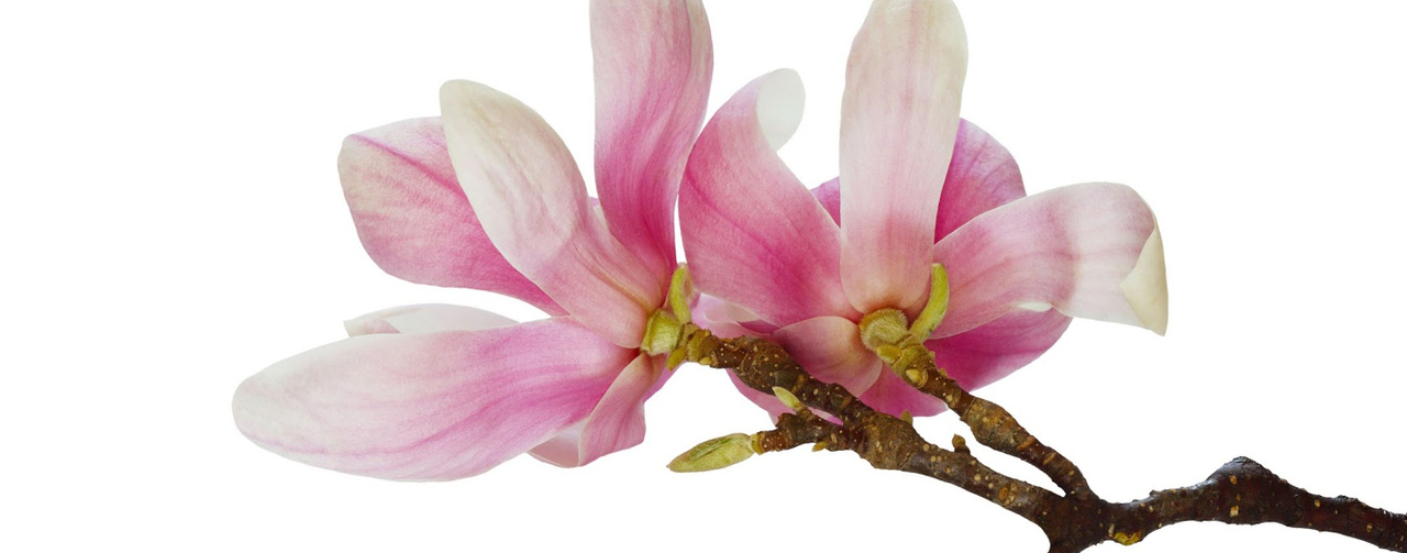 Grupo Coral do Montijo realiza Concerto de Ano Novo