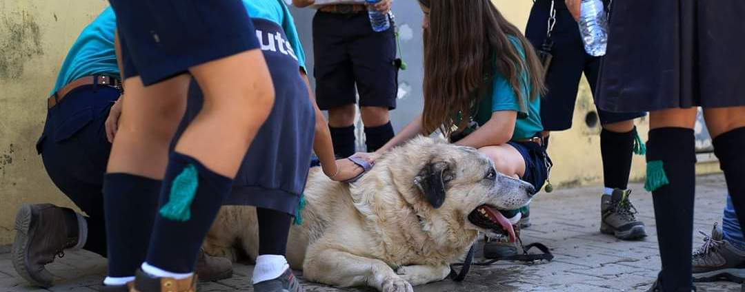 Canil Municipal comemorou Dia Mundial do Animal