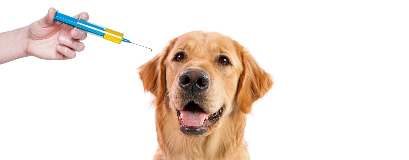 Campanha de vacinação antirrábica 2020