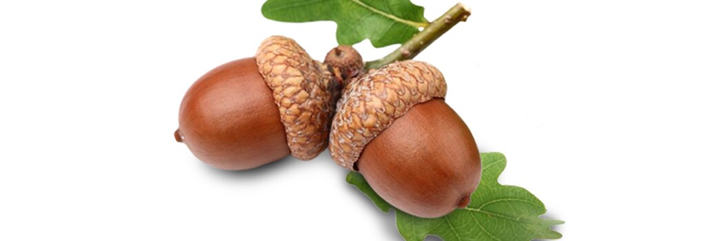 Sobreiro homenageado na Semana Verde