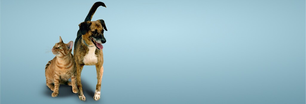 Dia Mundial do Animal // 4 de outubro