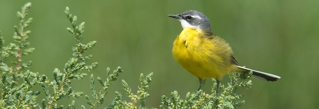 Testemunhos da riqueza natural do Concelho de Montijo