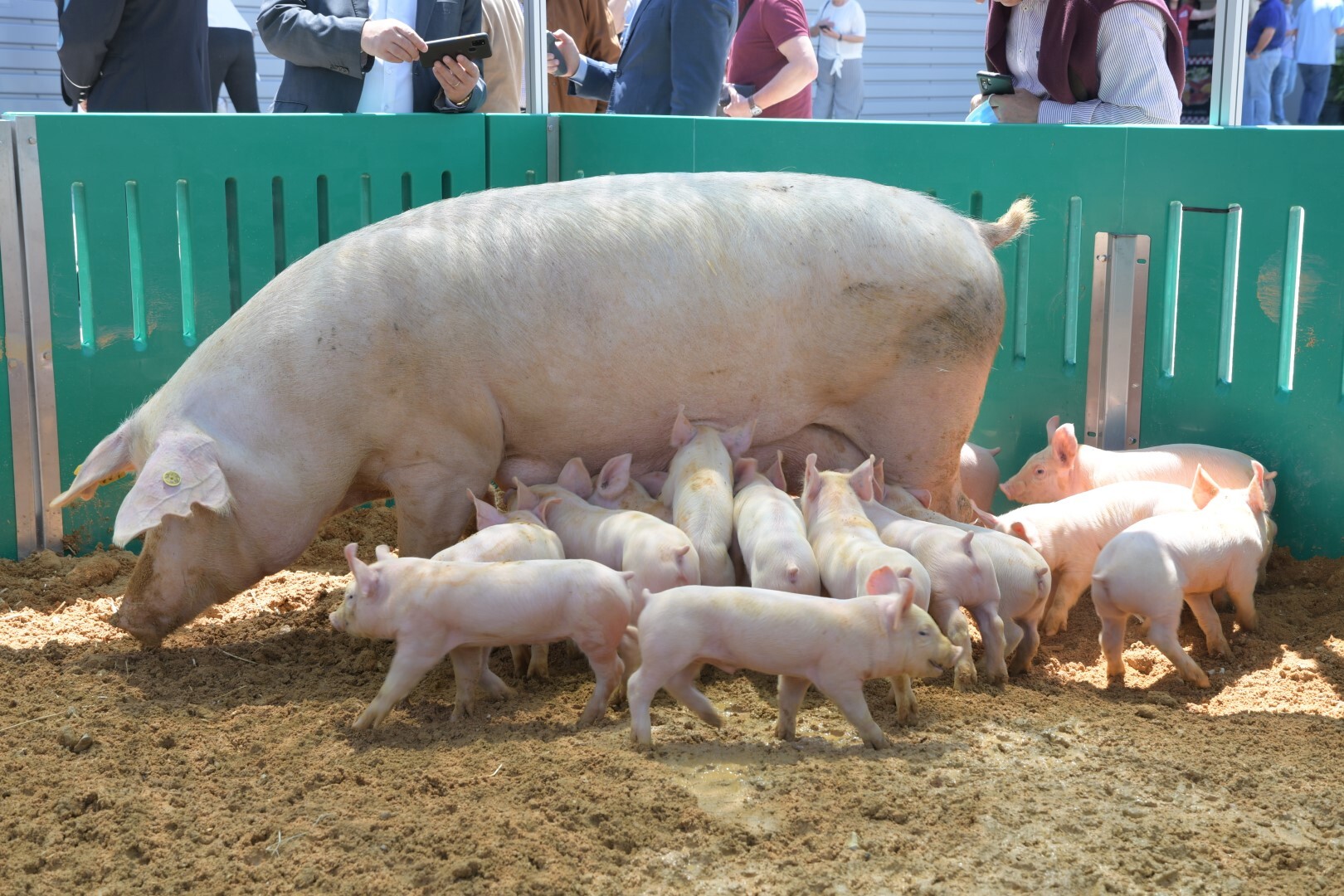 Montijo aprova parceria para a XXVI Feira Nacional do Porco em 2024