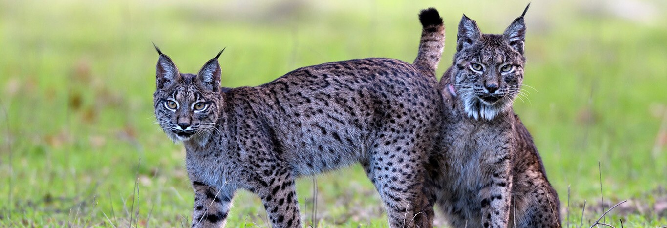 Montado: O bosque do Lince Ibérico [cinema]