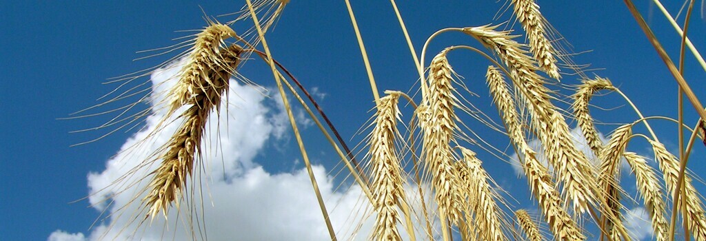 Museu da Atalaia comemora Dia da Espiga