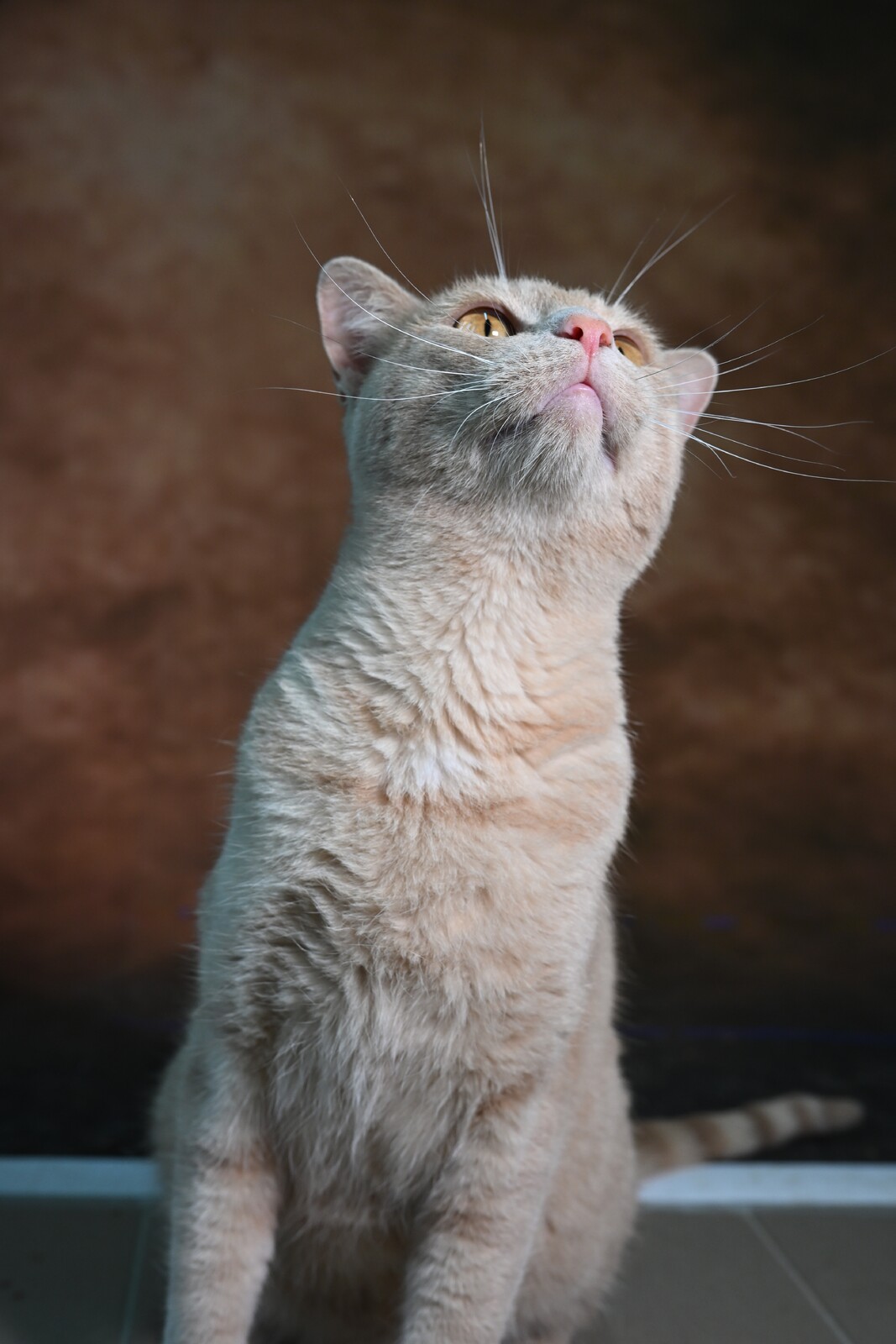 Protocolo entre a Câmara e a Associação Anjo Animal pretende a salvaguarda das colónias de gatos