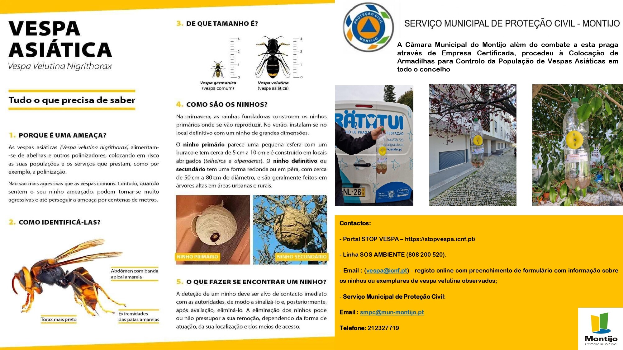 Câmara do Montijo instala armadilhas para vespa asiática