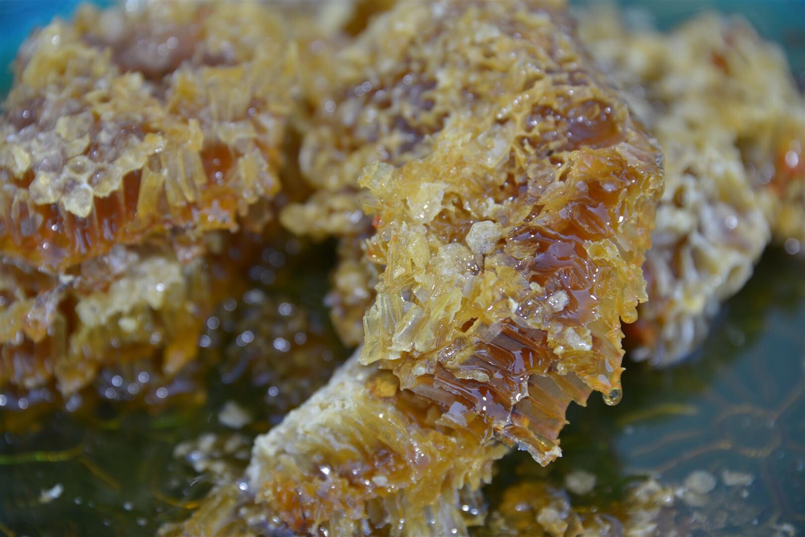 Visita à Melaria Portuguesa