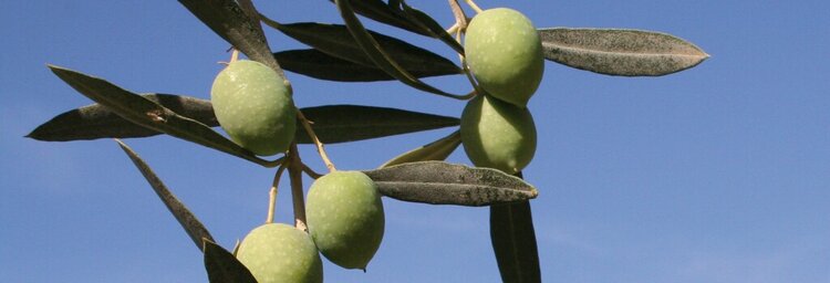 exposicao_a_oliveira_1024x350_1_2500_2500