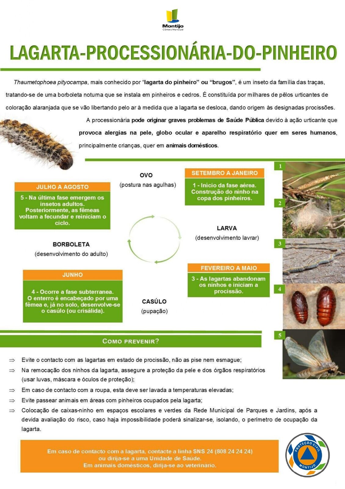 Lagarta Pinheiro- Ação2 SMPCM