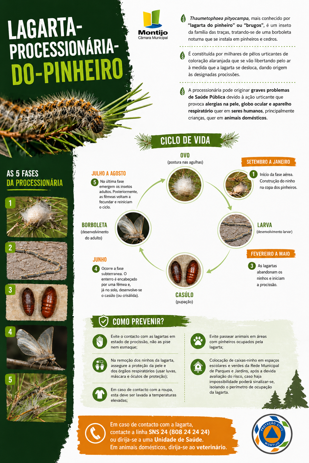 Lagarta Pinheiro